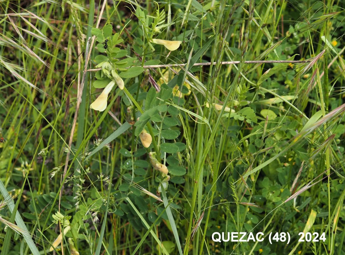 Vetch, Hairy Yellow plant